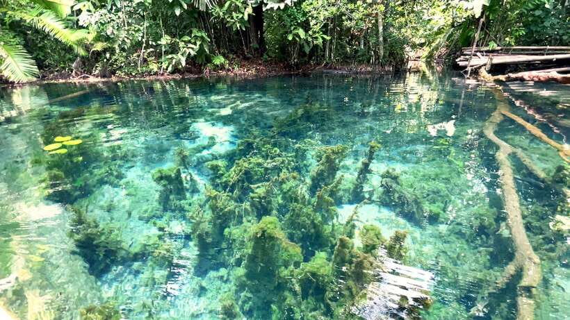 From Ao Nang: Kayaking at Klong Rud with Hotel Transfers - Wildlife, plants, and small extras along the way