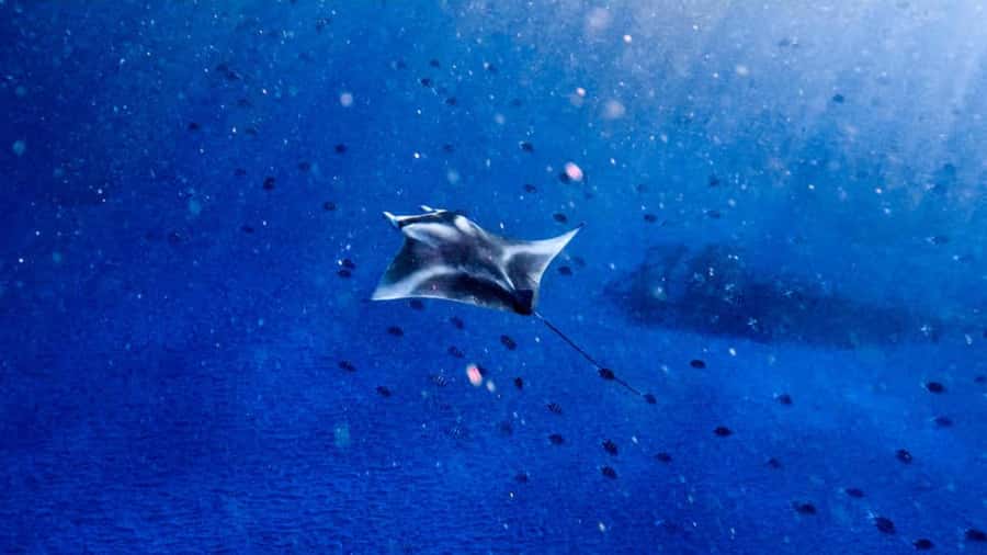 From Bali: Nusa Penida Snorkel 3 Spots w/ GoPro & Kayak tour - The 45-minute speedboat to Nusa Penida