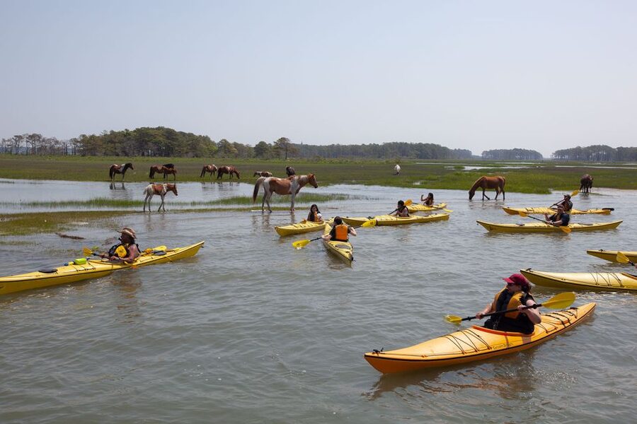 From Chincoteague: Guided Kayak Tour to Assateague Island - Who will enjoy this Assateague kayak trip?