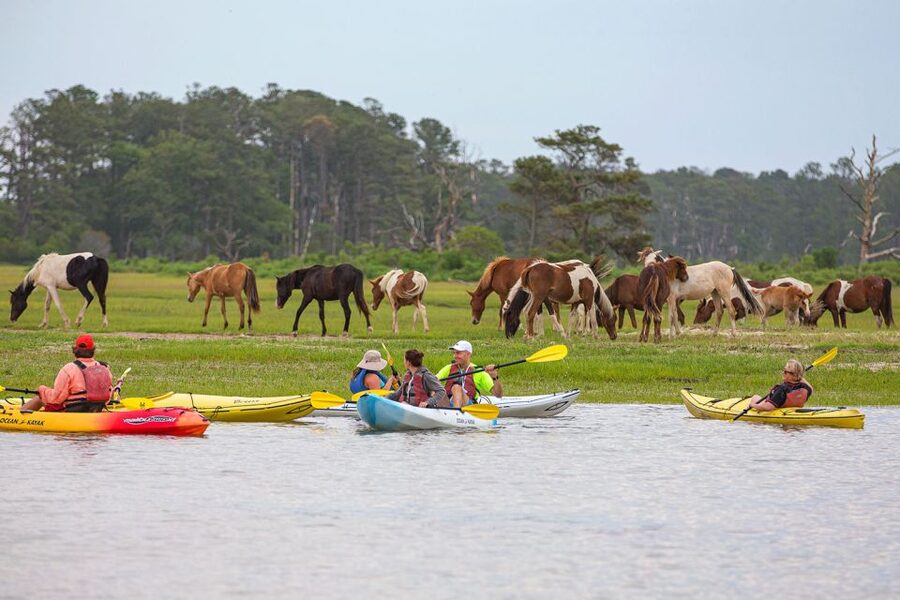 From Chincoteague: Guided Kayak Tour to Assateague Island - Why this Chincoteague kayak tour is worth considering