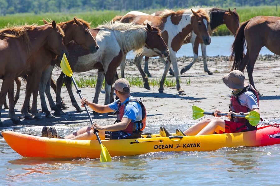 From Chincoteague: Guided Kayak Tour to Assateague Island - Paddling through Assateague’s marshes