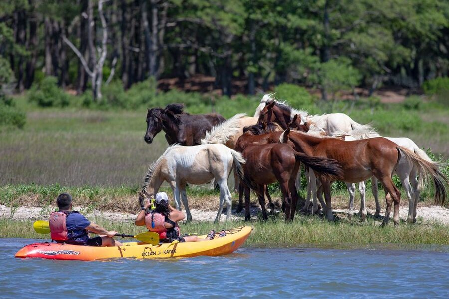 From Chincoteague: Guided Kayak Tour to Assateague Island - Watching for Chincoteague ponies