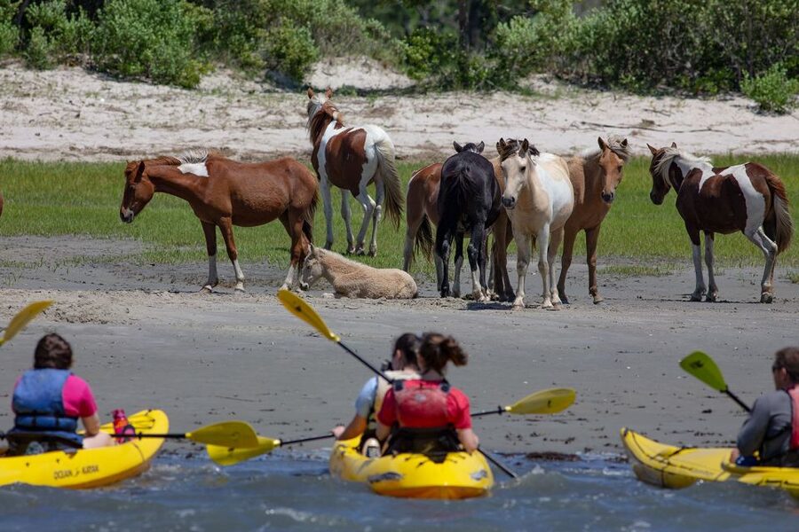 From Chincoteague: Guided Kayak Tour to Assateague Island - The guide’s role matters