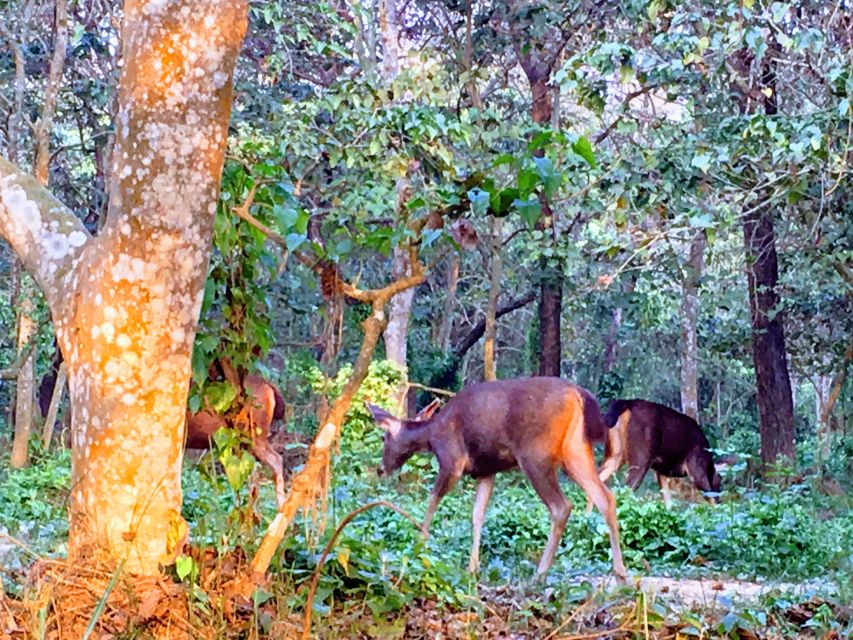 From Chitwan : Jeep Safari,Canoeing,Forest walk Day Tour - Should you book the Chitwan half-day safari?