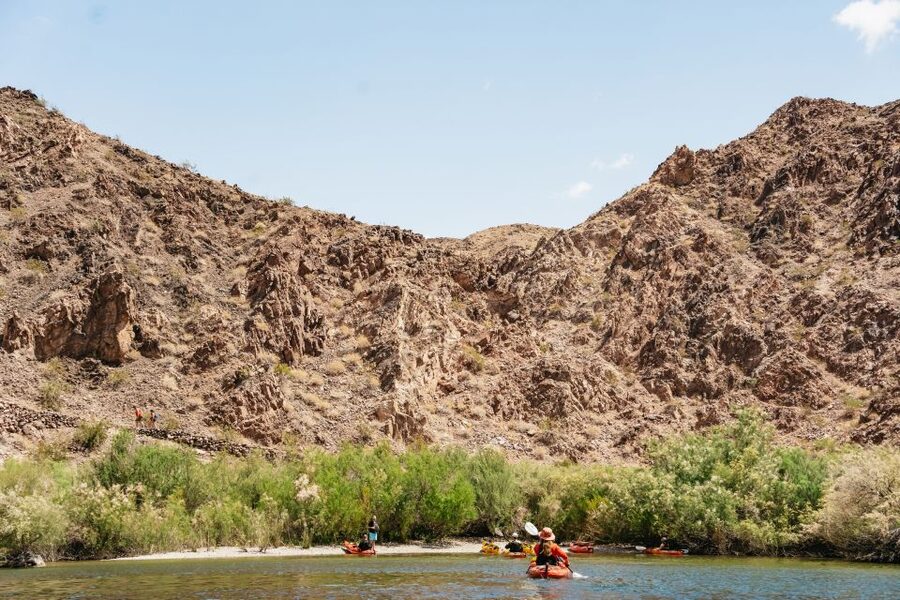 From Las Vegas: Black Canyon Half-Day Kayak Tour - Wildlife along the riverbanks