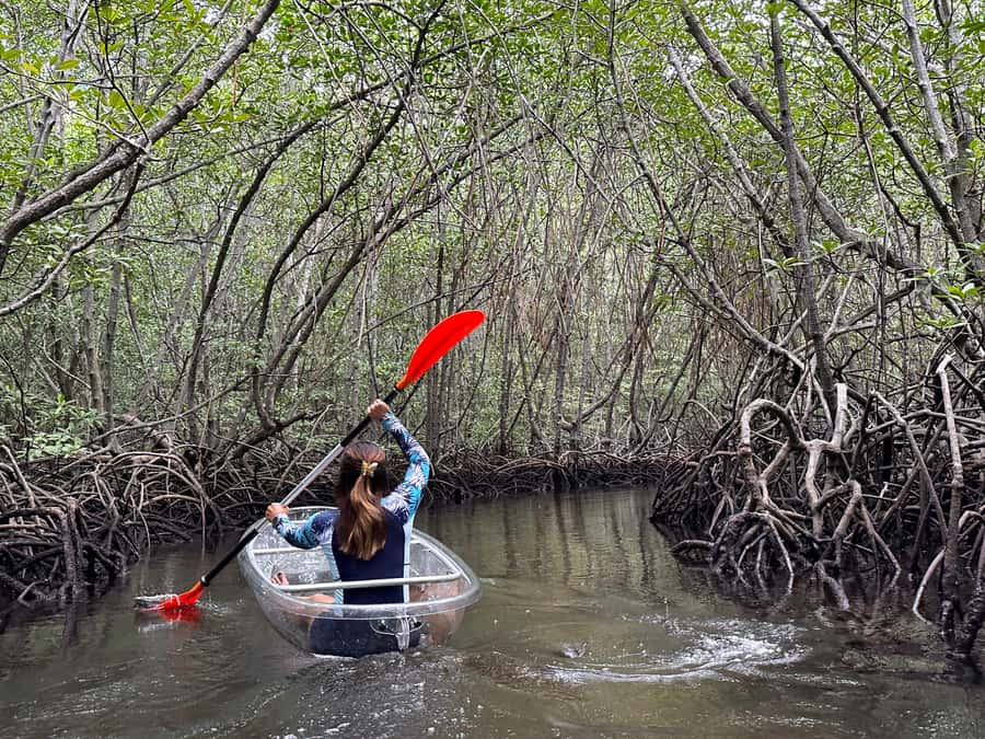 From Lembongan: Kayak/Paddleboard/Boat Mangrove Tour - Key points to know before booking