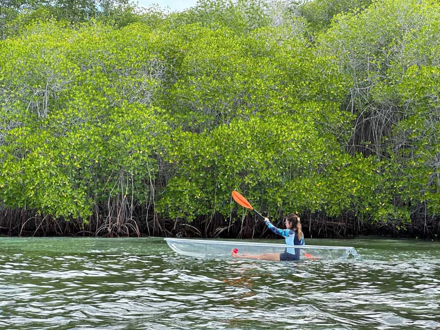 From Lembongan: Kayak/Paddleboard/Boat Mangrove Tour - A quiet way to see Nusa Lembongan
