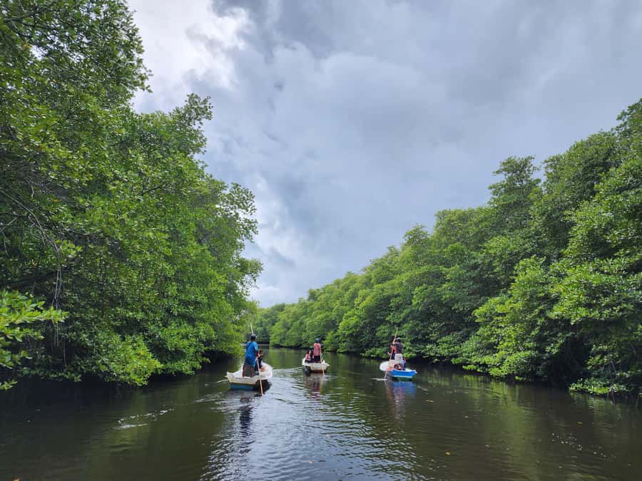 From Lembongan: Kayak/Paddleboard/Boat Mangrove Tour - What the guides add