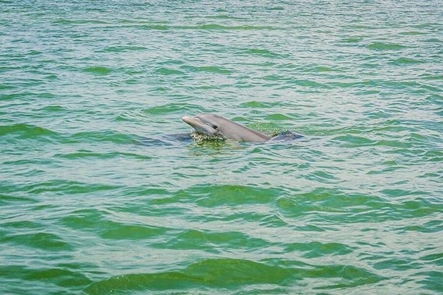 From Naples, FL: Marco Island Mangroves Kayak or Paddle Tour - Fitness, comfort, and who should skip it
