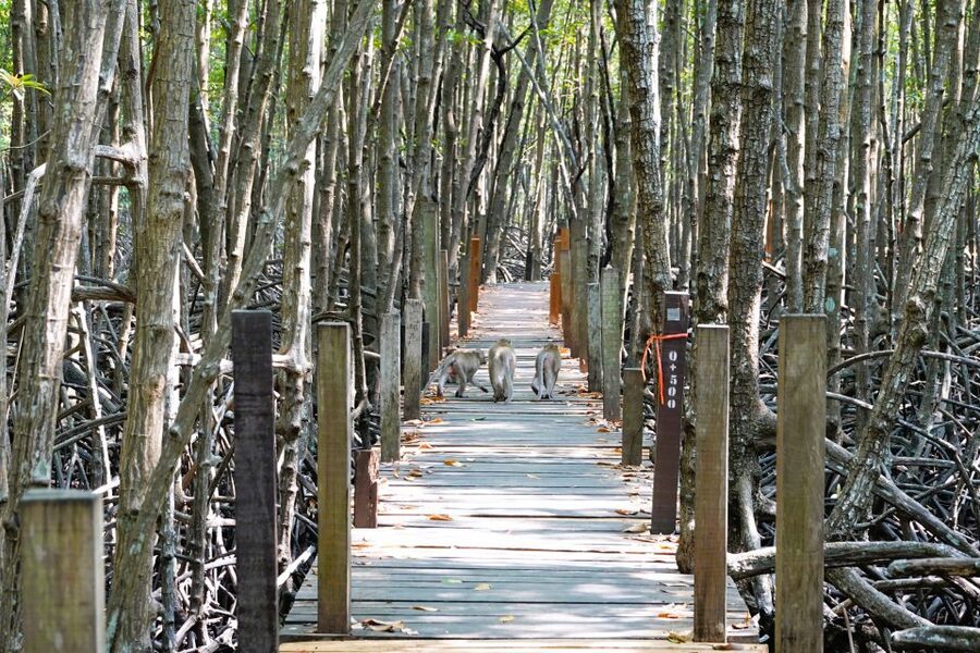 From Pattaya: Rayong Adventure Hike and Kayak Day Trip - Kayaking at Rayong Botanical Garden