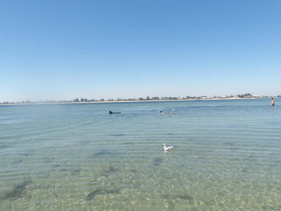 From Perth: Rockingham Seal & Penguin Islands Sea Kayak Tour - The 2-kilometer crossing to Penguin Island