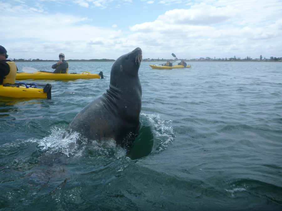 From Perth: Rockingham Seal & Penguin Islands Sea Kayak Tour - A nature walk with more than penguins