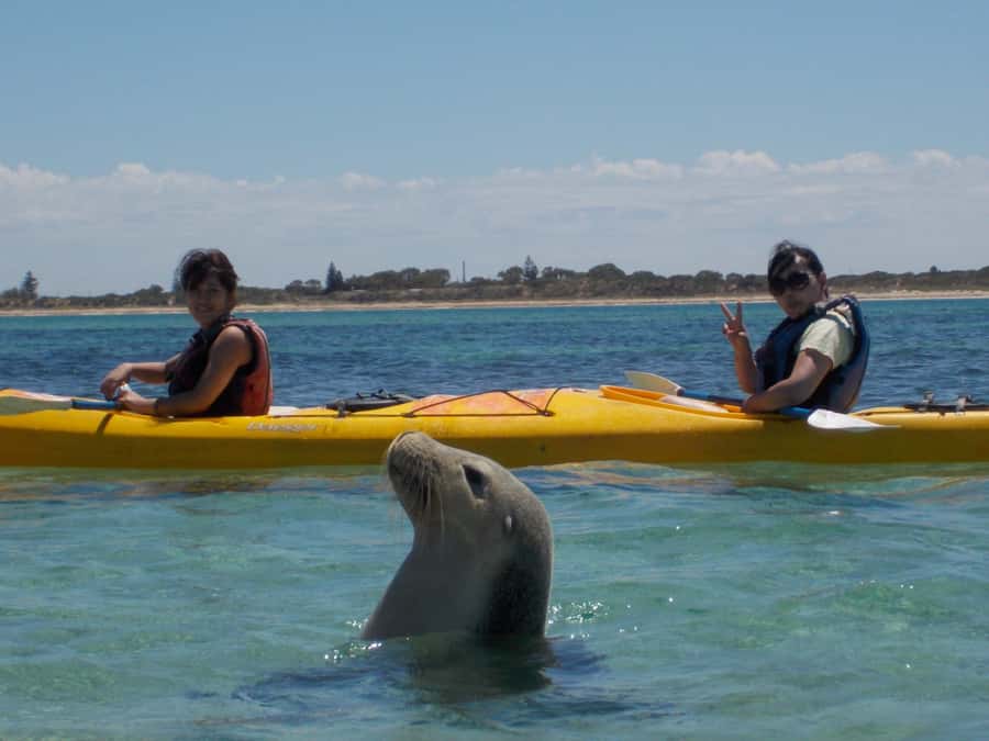 From Perth: Rockingham Seal & Penguin Islands Sea Kayak Tour - The first paddle to Seal Island