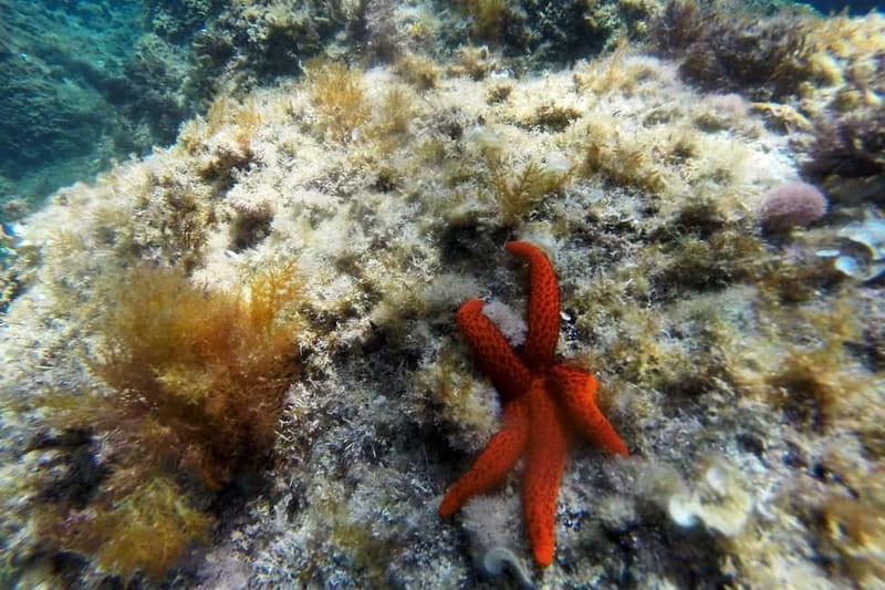 From Sant Feliu de Guíxols: Kayak and Snorkel in Costa Brava - Key points before you book