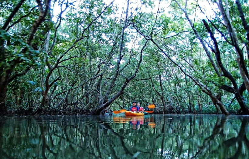 From Tagbilaran City/Panglao Island: Bohol Mangrove Kayaking - Entering Bohol’s quieter river country