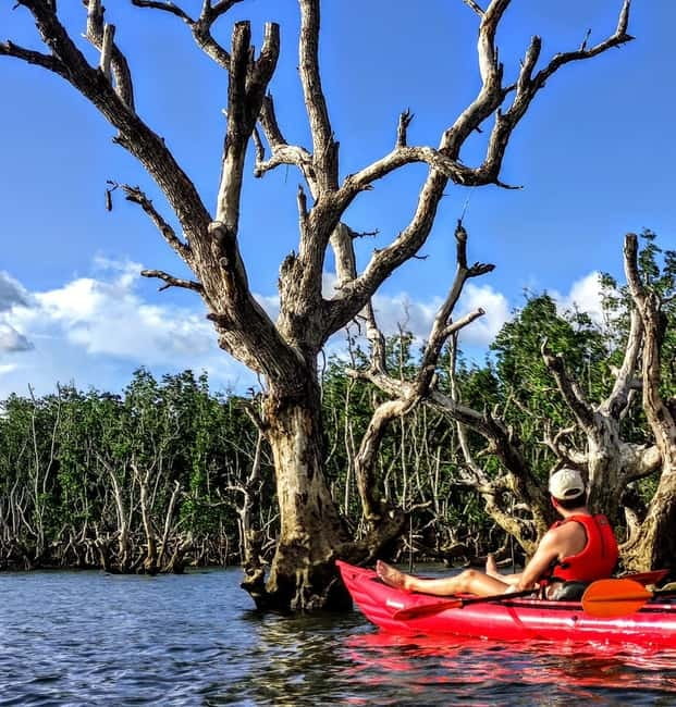 From Tagbilaran City/Panglao Island: Bohol Mangrove Kayaking - Paddling the Mangrove Tunnels Trail