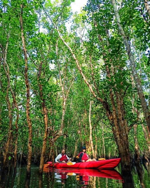 From Tagbilaran City/Panglao Island: Bohol Mangrove Kayaking - A quiet trip, not a staged eco-show