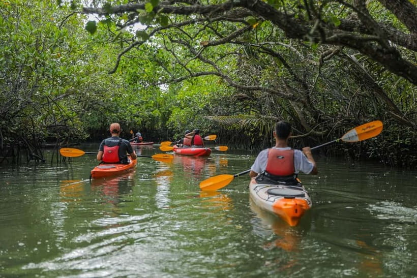 From Tagbilaran City/Panglao Island: Bohol Mangrove Kayaking - The pickup ride from Panglao or Tagbilaran