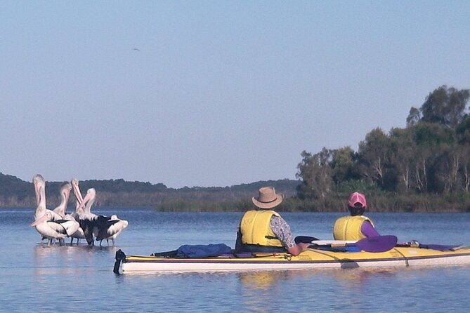 Full-Day Guided Noosa Everglades Kayak Tour - Why the Noosa Everglades make a good kayak trip