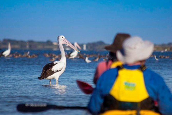Full Day Kayaking Tour in Coorong National Park - Why the $39 price is good value