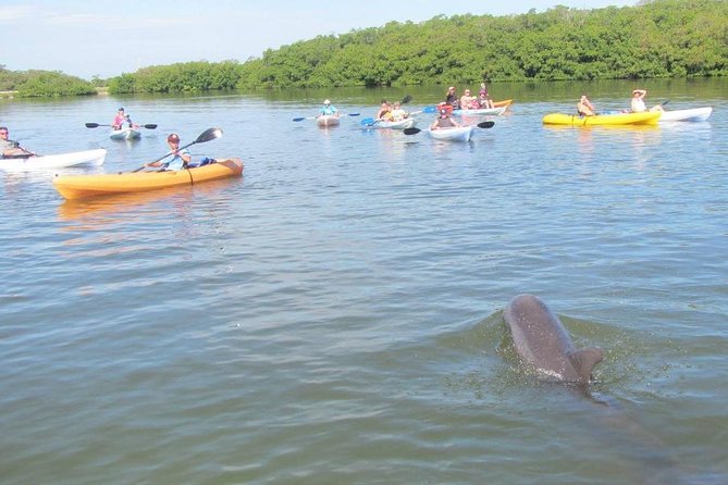 Fully Guided Kayaking Backwater Manatee and Dolphin Tour - How difficult is the kayaking?