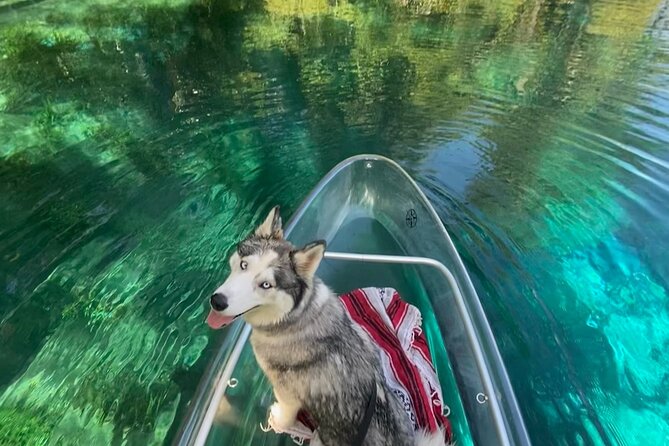 Glass Bottom Kayak Tours of Silver Springs - What the guide adds to the experience
