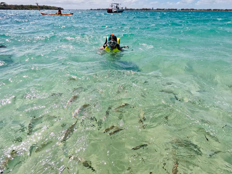 Gold Coast: Kayaking and Snorkeling Guided Tour - Who should book this experience?