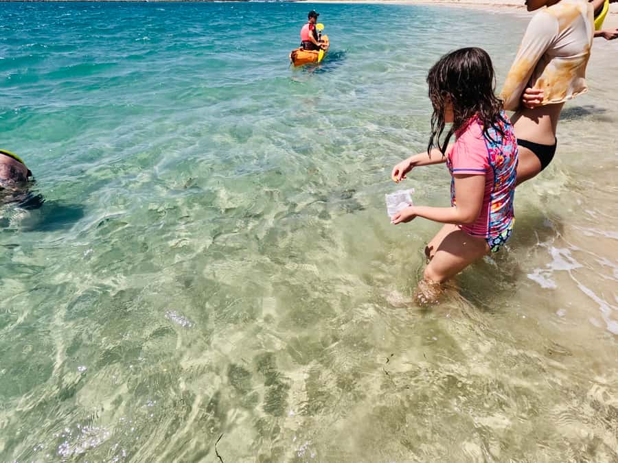 Gold Coast: Kayaking and Snorkeling Guided Tour - Final verdict: book it for the paddle, not a guarantee