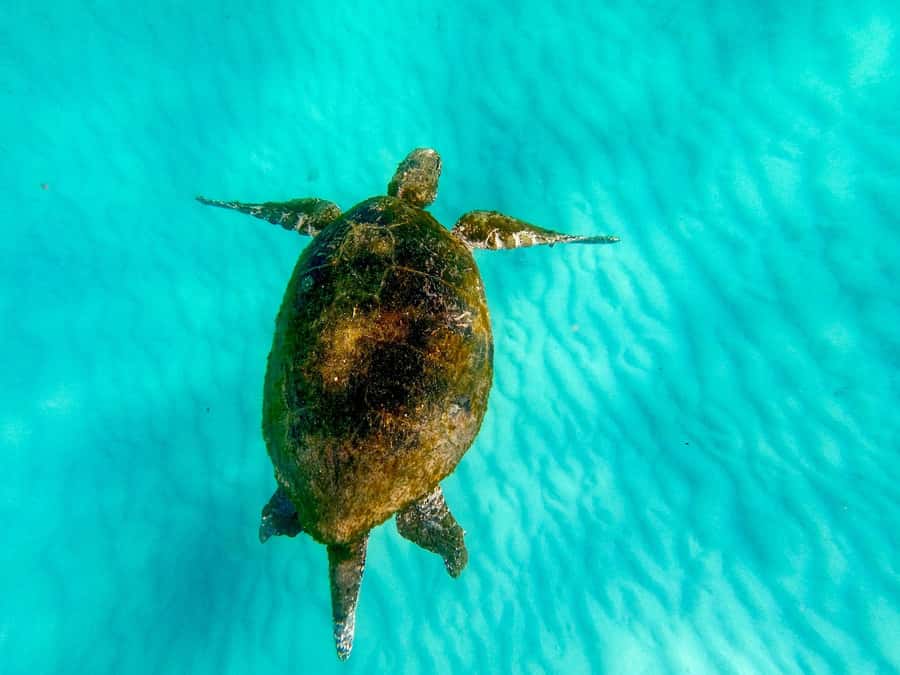 Gold Coast: Moreton Island Day Trip Kayak & Sandboarding - Key things to know before booking