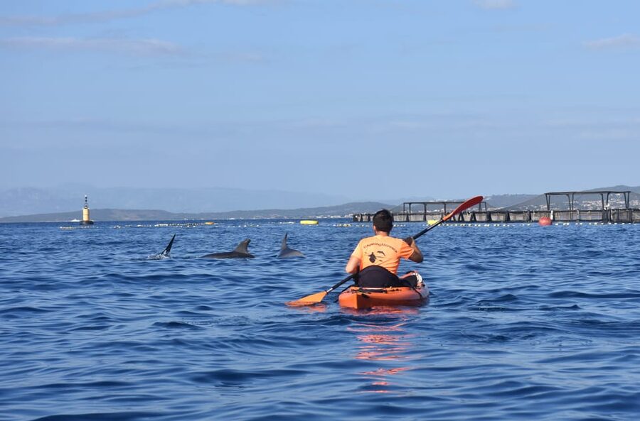 Golfo Aranci: Sunrise Dolphin Kayak Tour with Breakfast - Paddling into the sunrise