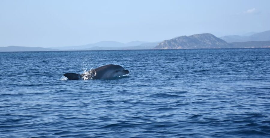 Golfo Aranci: Sunrise Dolphin Kayak Tour with Breakfast - Figarolo Island by kayak