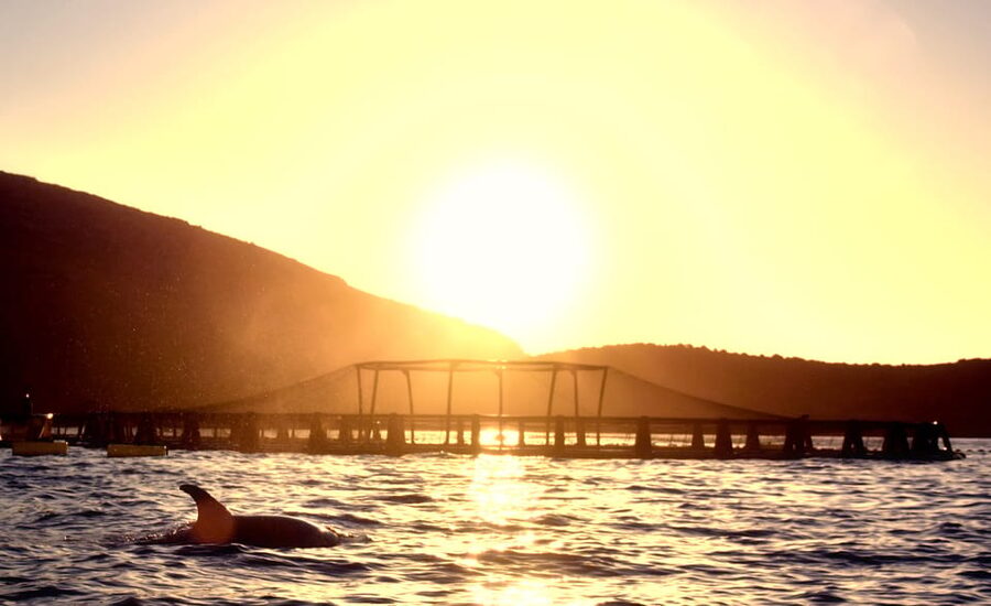 Golfo Aranci: Sunrise Dolphin Kayak Tour with Breakfast - Searching for dolphins near the fish farm