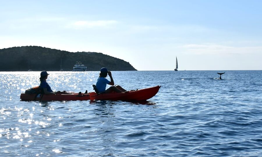 Golfo Aranci: Sunrise Dolphin Kayak Tour with Breakfast - What the $71 price includes