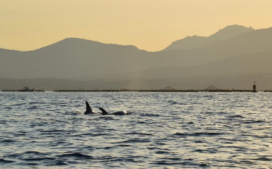 Golfo Aranci: Sunset Dolphin Kayak Tour with Aperitif - Paddling past cliffs, coves, and caves
