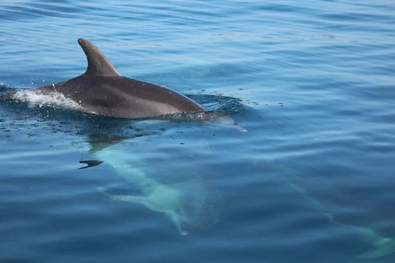 Golfo Aranci: Sup with dolphins, aperitif & photo shoot - Meeting at Baracconi Beach