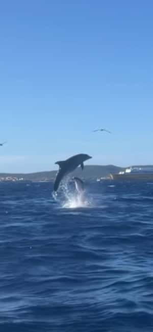 Golfo Aranci tour SUP Paddleboard Dolphin watching, aperitif - The crossing to Isola di Figarolo