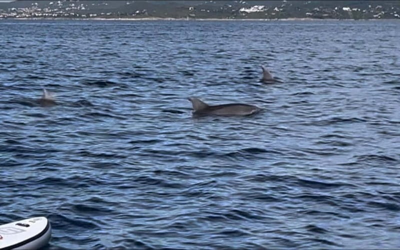 Golfo Aranci tour SUP Paddleboard Dolphin watching, aperitif - Is $68 a fair price?
