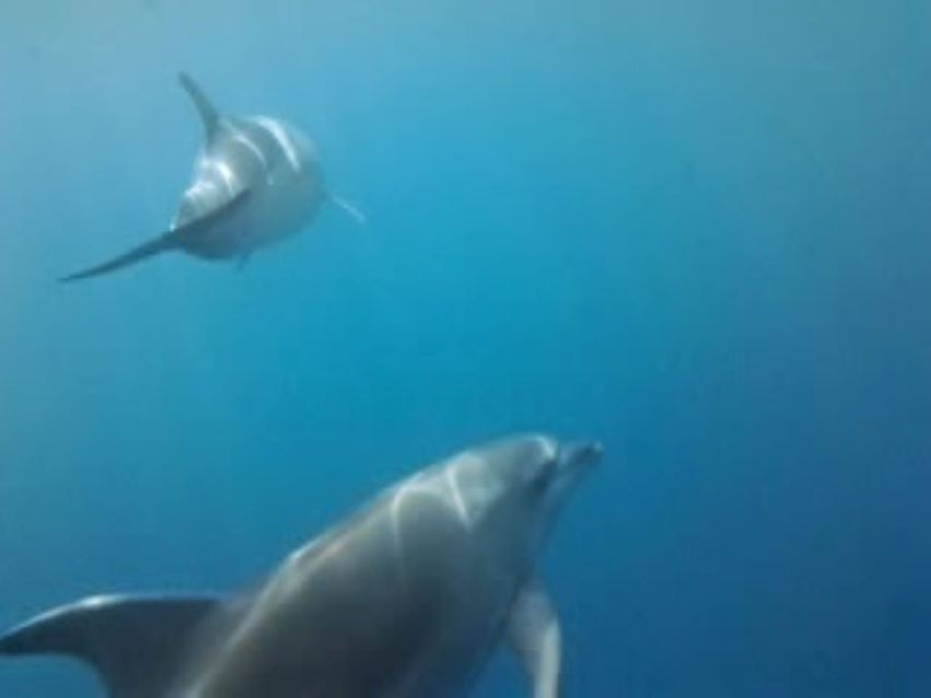 Golfo Aranci tour SUP Paddleboard Dolphin watching, aperitif - Who will enjoy this most