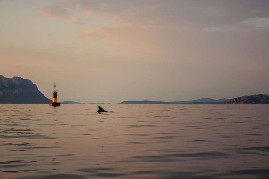Golfo Aranci: traditional or transparent kayaks, dolphins, and aperitifs - Choosing between a clear kayak and a traditional one