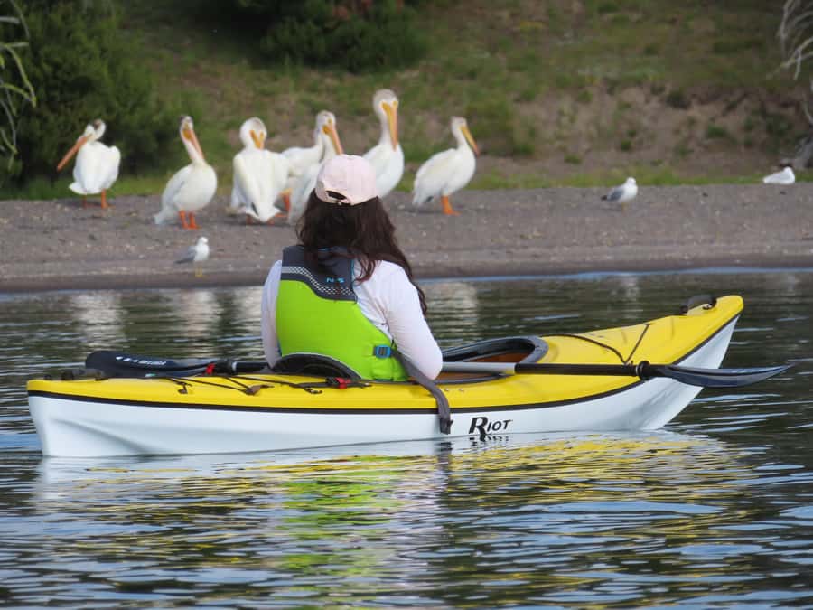 Grant Village: Yellowstone Lake Guided Kayak Tour - Why This Kayak Trip Shows Yellowstone Differently
