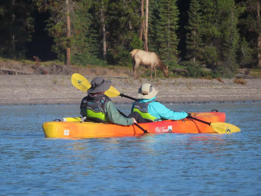 Grant Village: Yellowstone Lake Guided Kayak Tour - Wildlife Watching Without a Crowded Boardwalk