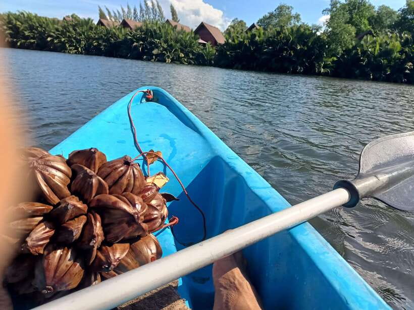 Green Cathedral Kayaking Journey & Reflection River View - The practical drawbacks to consider