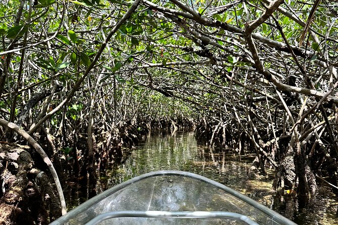 Guided Clear Kayak Eco-Tour Near Key West - Why the guides shape the experience