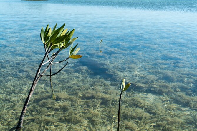 Guided Clear Kayak Eco-Tour Near Key West - Practical ways to get more from the two hours