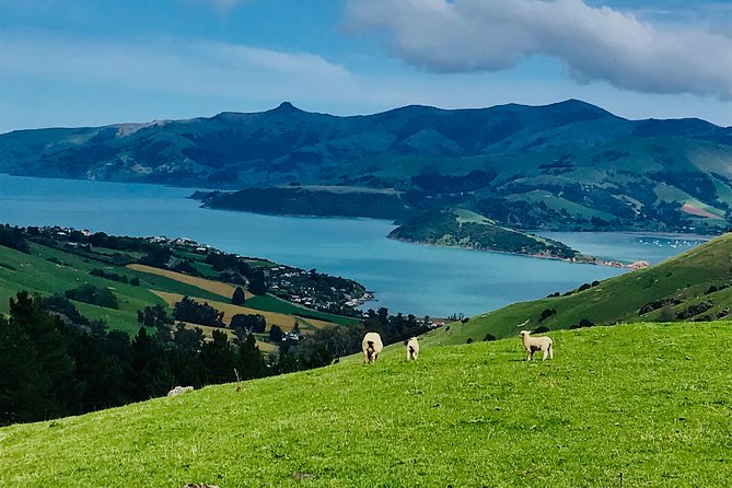 Guided Electric Mountain Bike & Sea Kayak Tour in Akaroa - 11:30 a.m. kayaking through the crater