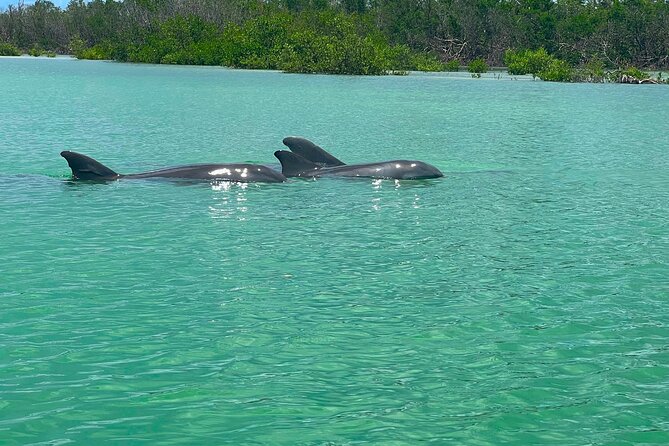 Guided Hobie Kayak EcoTour: Premium Eco Experience Bonita Springs - The shelling beach is the trip’s special stop
