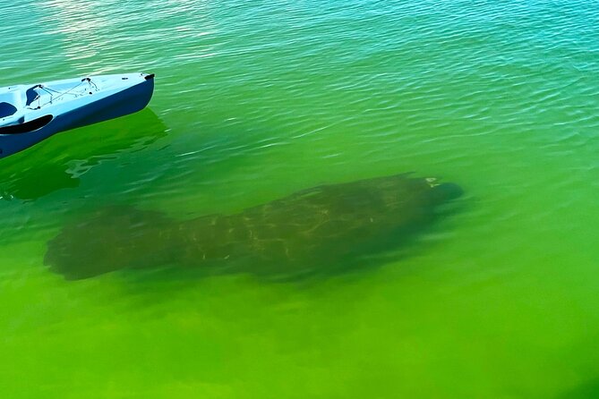 Guided Hobie Kayak EcoTour: Premium Eco Experience Bonita Springs - Guides make the difference