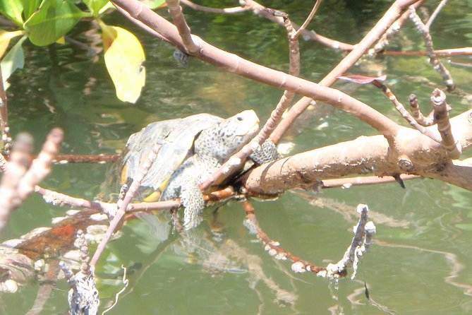 Guided Kayak Eco Tour - Bunche Beach - Who will enjoy this Fort Myers kayak trip?
