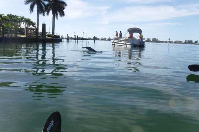 Guided Kayak Eco Tour - Bunche Beach - Mangrove tunnels and the coastal ecosystem
