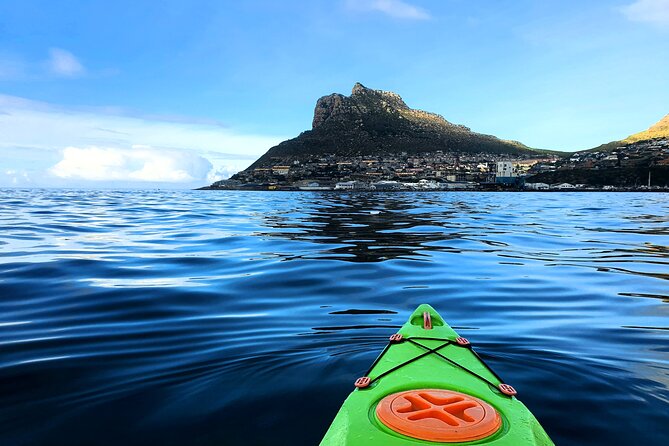 Guided Kayaking in Hout Bay - Wildlife: What You Might See